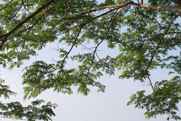 Blue sky with under the shade of tall trees.