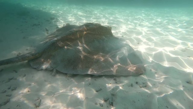 very big stingray searching for prey