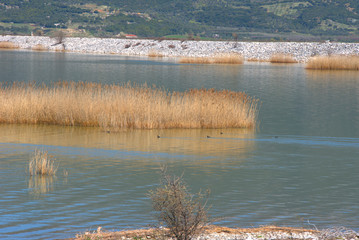 lake Karla , Greece , wild flora and fauna, in a protected ecological environment