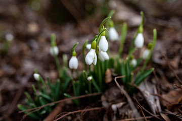 White snowdrops in the spring forest, the first flowers on the background of the earth