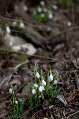 White snowdrops in the spring forest, the first flowers on the background of the earth