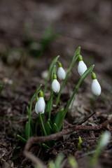 White snowdrops in the spring forest, the first flowers on the background of the earth