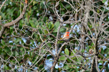 House Finch, aka Haemorhous mexicanus