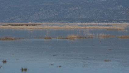 lake Karla , Greece , wild flora and fauna, in a protected ecological environment