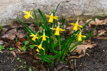 A group of yellow daffodils in early spring.