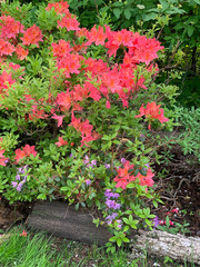 Fototapeta na wymiar lush bush of spring blooming orange rhododendrons on a blurry background