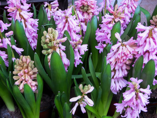 Obraz premium Beautiful pink hyacinths with a strong aroma in flower pots.