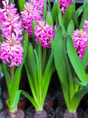 Beautiful pink hyacinths with a strong aroma in flower pots.