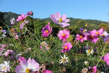 City landscape with pond and flowers