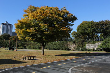 City landscape with pond and flowers
