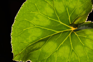 Green leaf macro photo on a black background