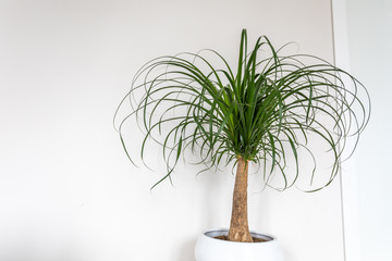 Beaucarnea recurvata plant on white background. Indoor plant, interior plant cleaning air.