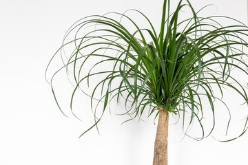 Obraz premium Beaucarnea recurvata plant on white background. Indoor plant, interior plant cleaning air.