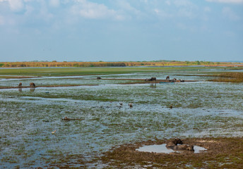 Land field and swamp with buffaloes some soak in small pond and some scatter around the field.