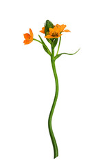 Orange ornithogalum flowers and buds