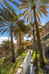 Fototapeta na wymiar Al Misfat al Abriyyin in the Hajar Mountains, Oman. - Date palm tree oasis and water spring at Misfah al Abriyeen village. Sultanate of Oman