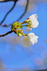 Obraz premium cherry blossom