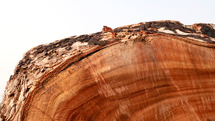 Wood natural pattern, abstract texture background, Blank for design, with Copy Space for Text..