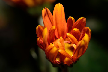 Flower chrysanthemum close up photo