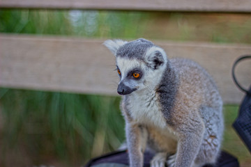 Ring-Tailed Lemur looks in the distance on a bench