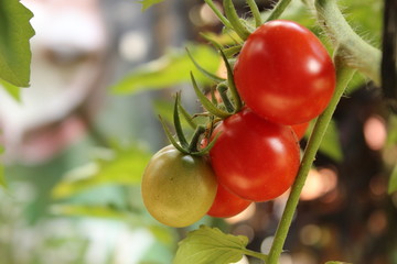 Tomates para la elección, para preparar ensalada 