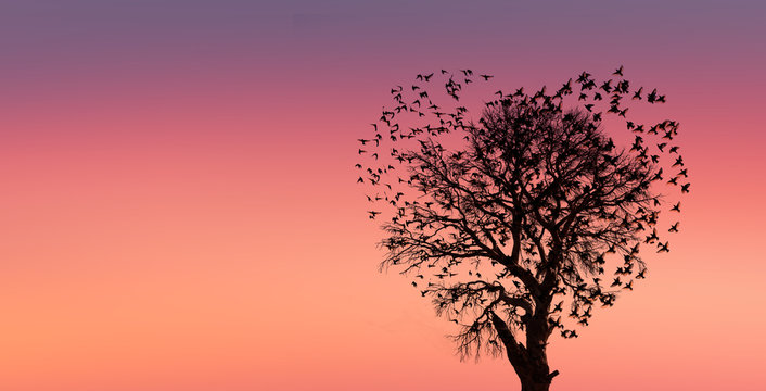 Silhouettes of flying birds (in shape of heart)with dead tree at amazing  sunset 