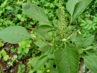 Thorny Amaranthus (Amaranthus spinosus) with natural background