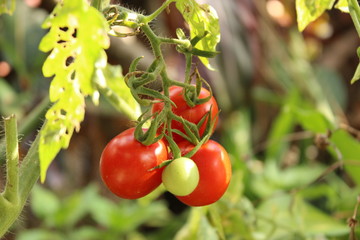  three red tomatoes in the tomato plant