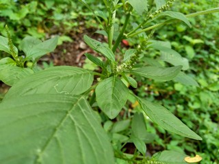 Thorny Amaranthus (Amaranthus spinosus) with natural background
