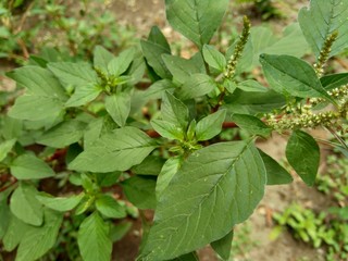 Thorny Amaranthus (Amaranthus spinosus) with natural background