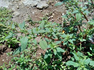 Thorny Amaranthus (Amaranthus spinosus) with natural background