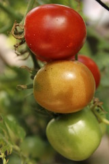 three tomatoes representing their life cycle from green to ripe