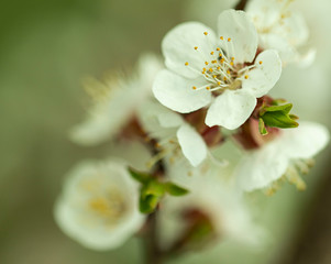apricot flowers on a spring branch as background