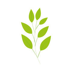 branch with leafs natural isolated icon vector illustration design