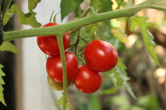 jitomates frescos en tomatera y listos para esalada