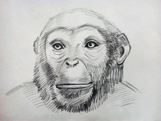 art   drawing  animal   Orangutan monkey    from  thailand