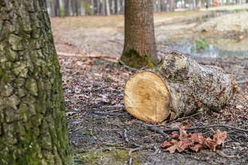 Trunk in the woods.