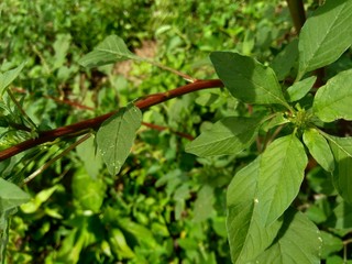 Thorny Amaranthus (Amaranthus spinosus) with natural background