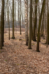 Old, broken birch in the forest.