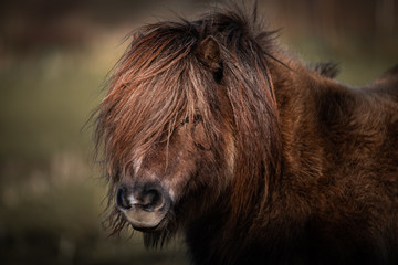 Pony close up. Shetland pony,, farm animal with beautiful long hair. Close-up portrait of an...