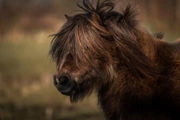 Fototapeta premium Pony close up. Shetland pony,, farm animal with beautiful long hair. Close-up portrait of an domesticated animal.