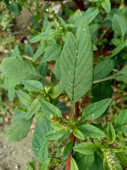 Thorny Amaranthus (Amaranthus spinosus) with natural background
