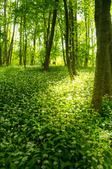 Young green forest in spring time. Sunbeam lights. The anemone nemorosa flower lying everywhere like a rug, carpet under the trees.