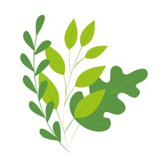 branches with leafs natural isolated icon vector illustration design