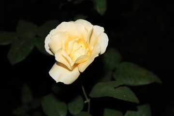 rosas crema hermosa