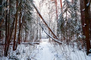 Snow covered trees in a winter forest and small path between them