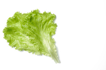 fresh green salad lettuce leaf isolated. white background