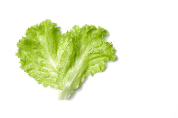 fresh green salad lettuce leaf isolated. white background