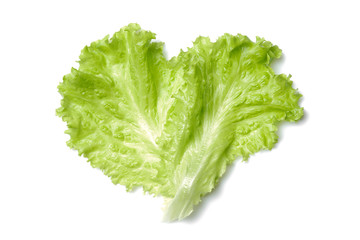 fresh green salad lettuce leaf isolated. white background