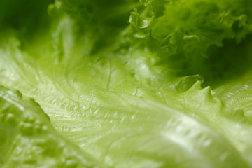 extreme closeup fresh green salad lettuce leaf isolated. macro shot
